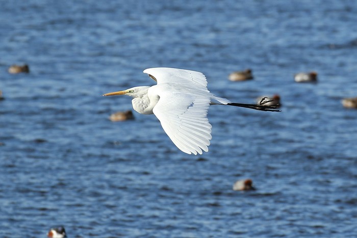 Great White Egret