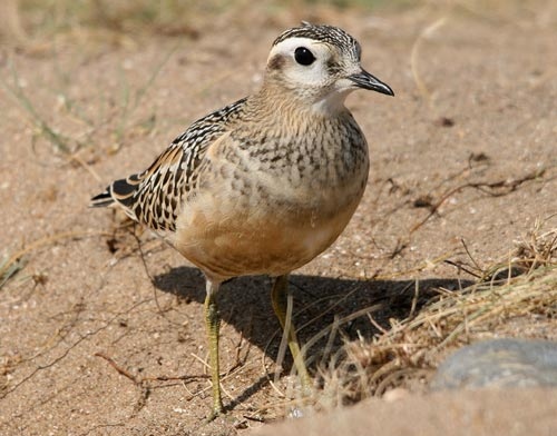 Dotterel
