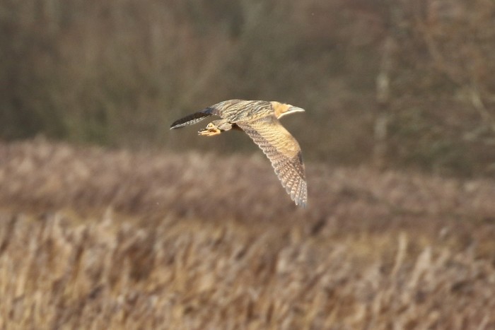Bittern