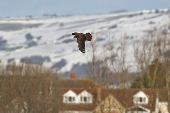 Marsh Harrier