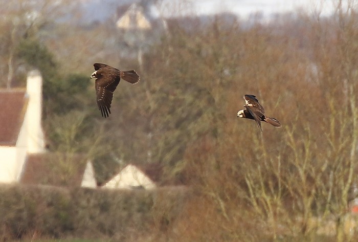 Marsh Harrier