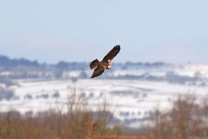 Marsh Harrier