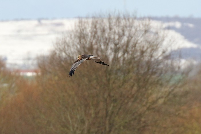 Marsh Harrier