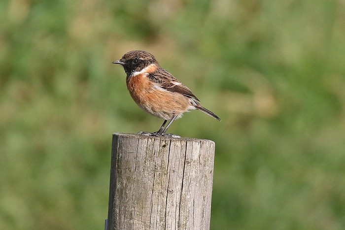 Stonechat