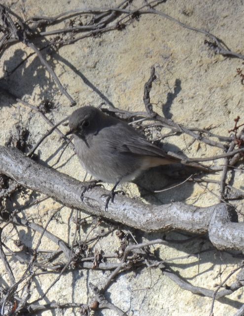 Black Redstart