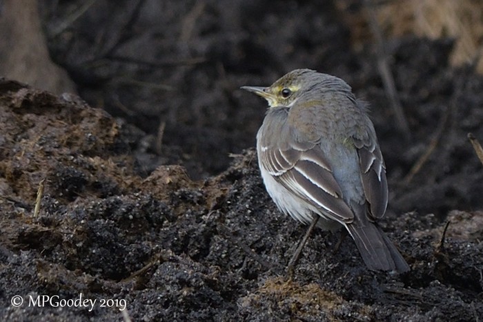 Eastern Yellow Wagtail