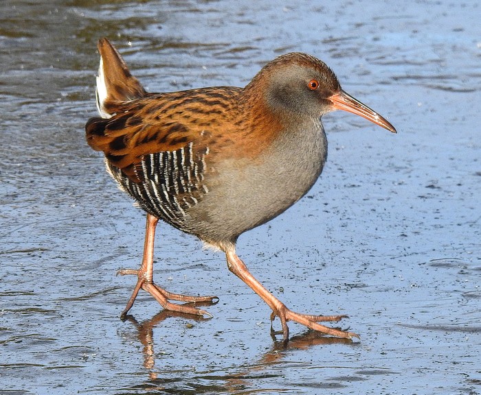 Water Rail
