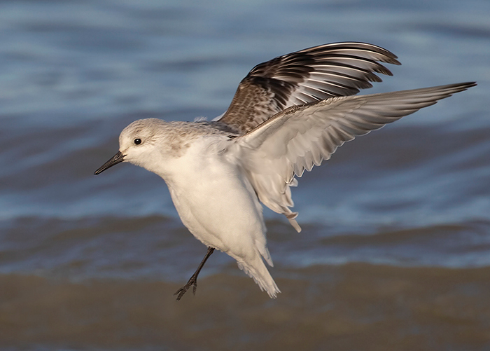 Sanderling