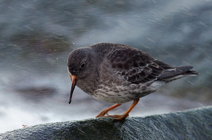 Purple Sandpiper