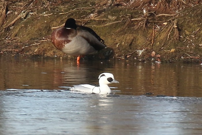 Smew