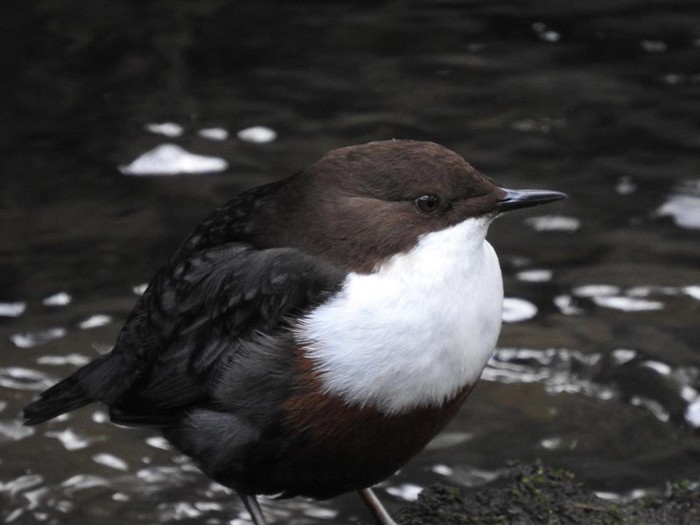 Dipper