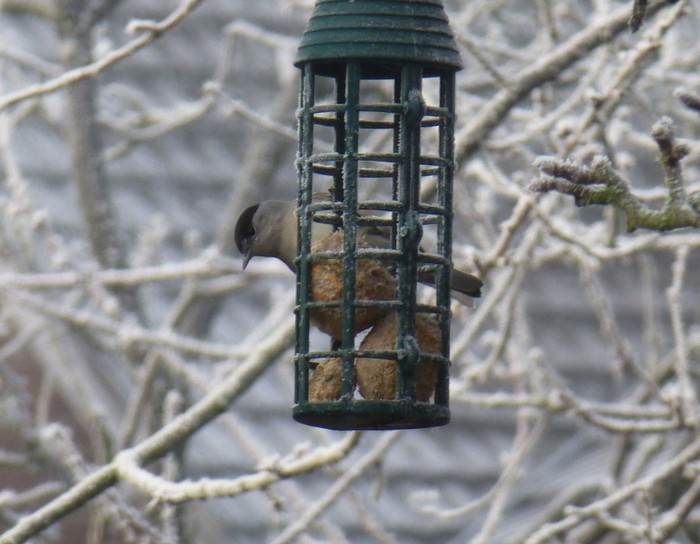 Blackcap
