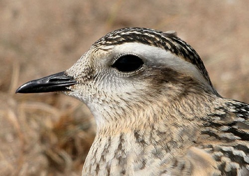 Dotterel