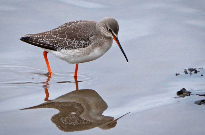 Spotted Redshank