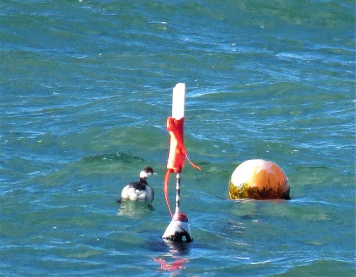 Black-necked Grebe