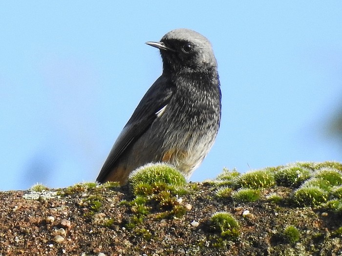 Black Redstart