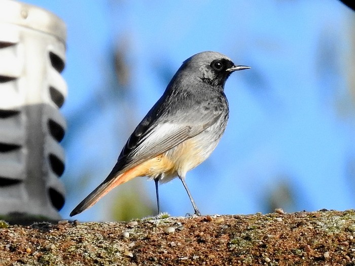 Black Redstart