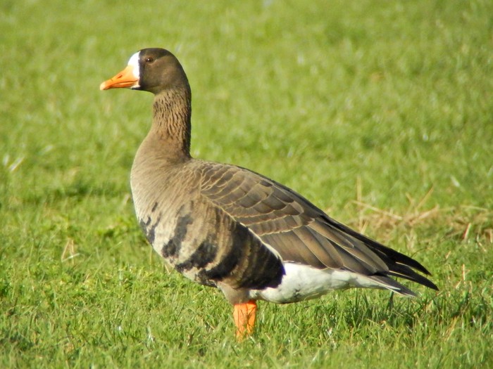 Greenland White-fronted Goose