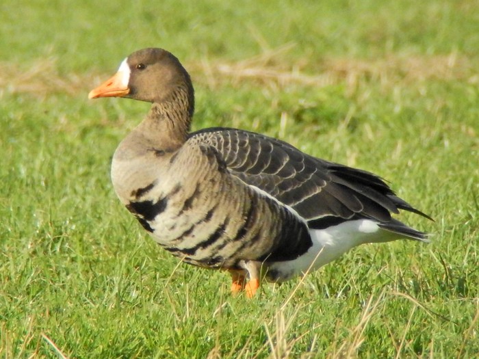 Greenland White-fronted Goose