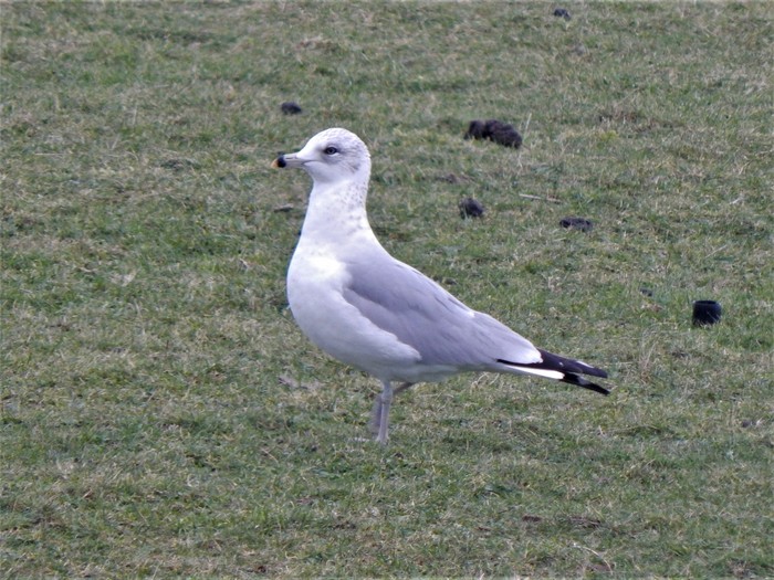 Ring-billed Gull