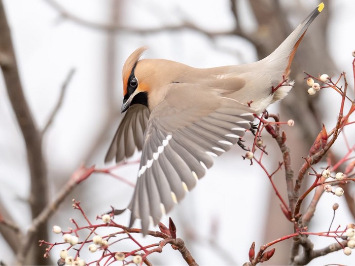 Waxwing