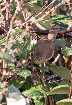 Blyth's Reed Warbler