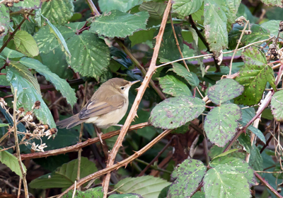 Blyth's Reed Warbler
