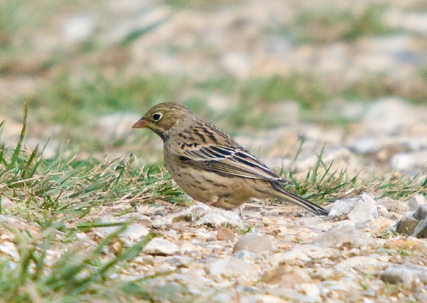 Ortolan Bunting