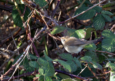 Blyth's Reed Warbler