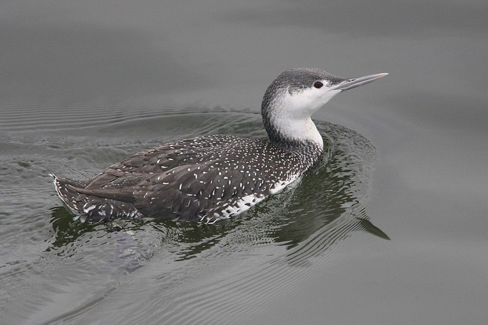 Red-throated Diver