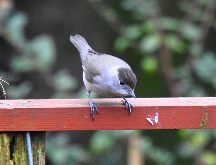 Blackcap