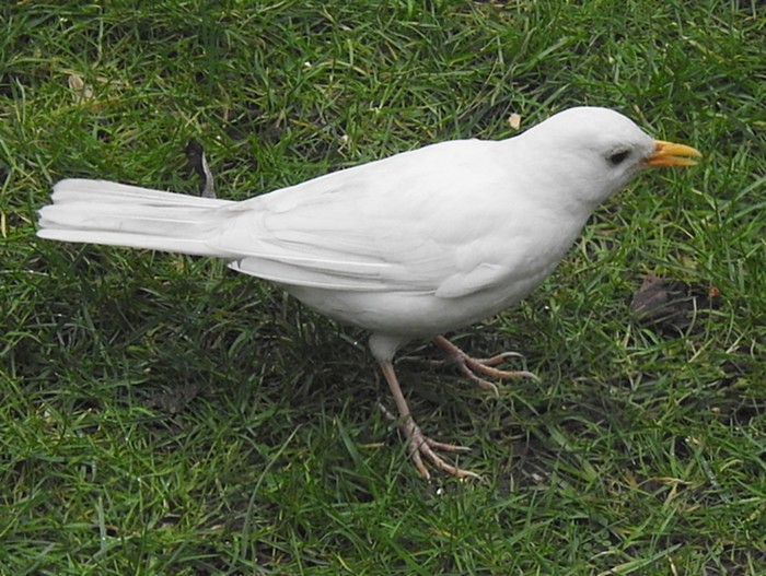 Blackbird