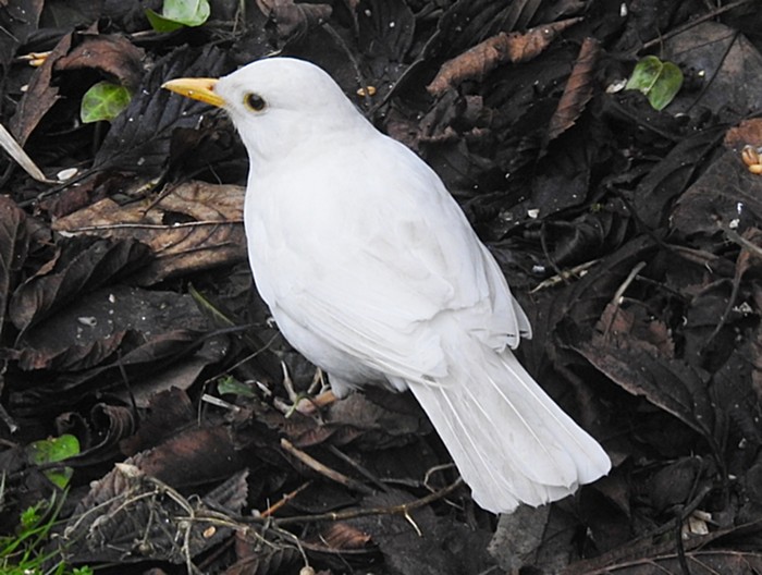 Blackbird