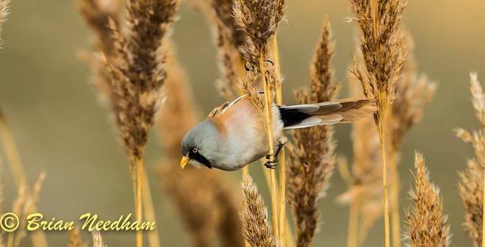 Bearded Tit