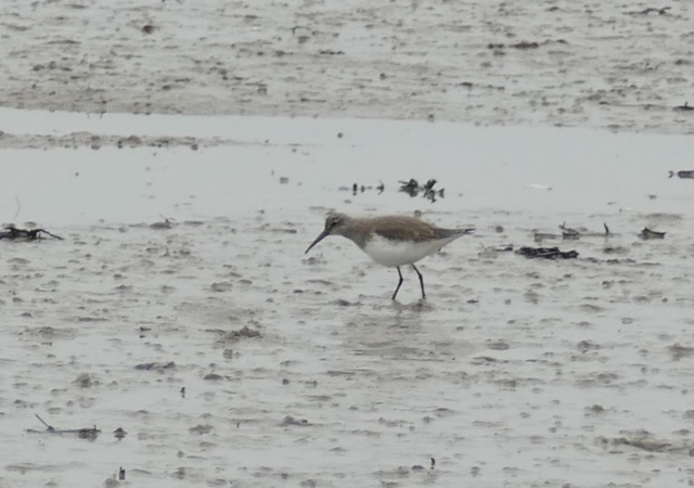 Curlew Sandpiper