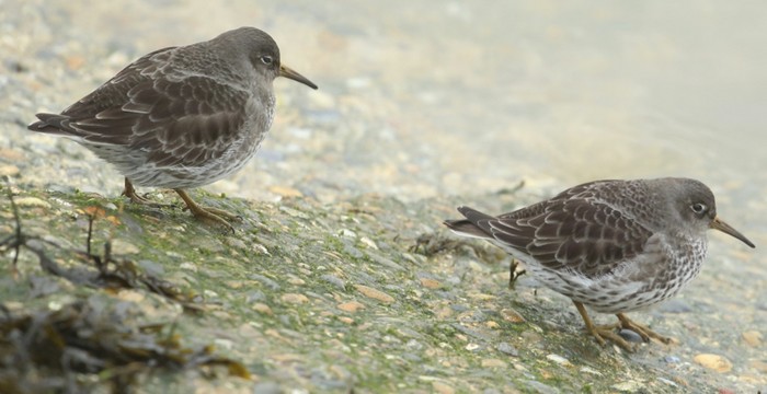 Purple Sandpipers