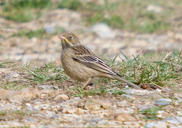 Ortolan Bunting