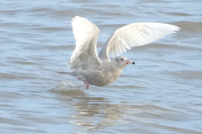 Glaucous Gull