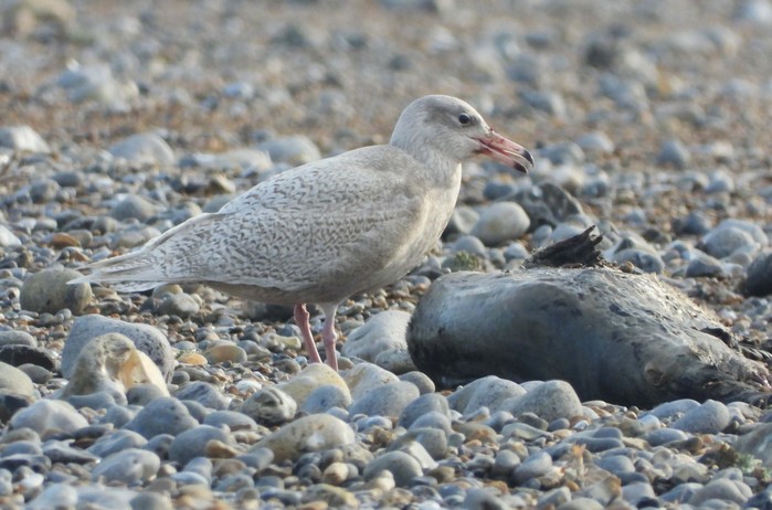 Glaucous Gull