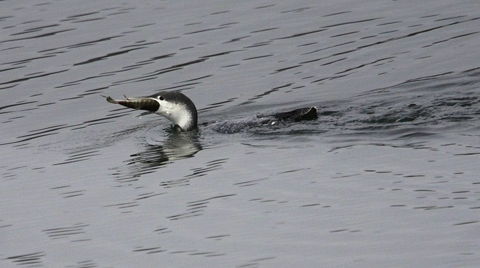Red-throated Diver