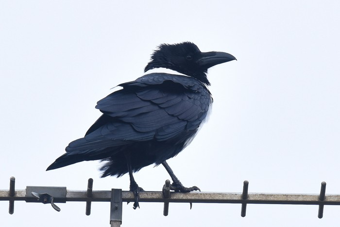 Pied Crow