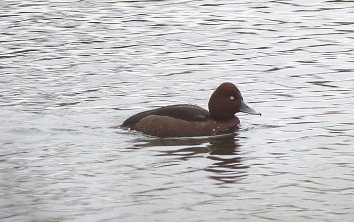 Ferruginous Duck