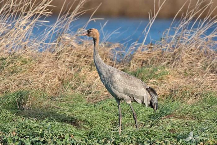 Common Crane