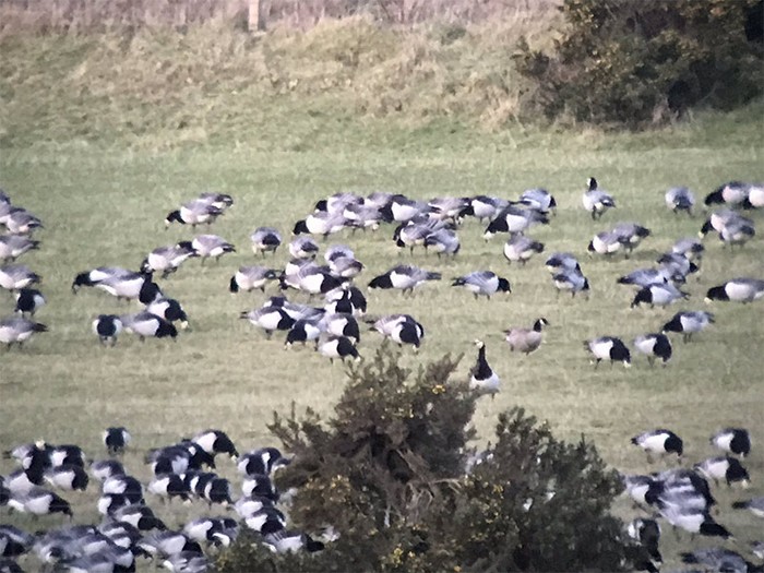 Cackling Goose