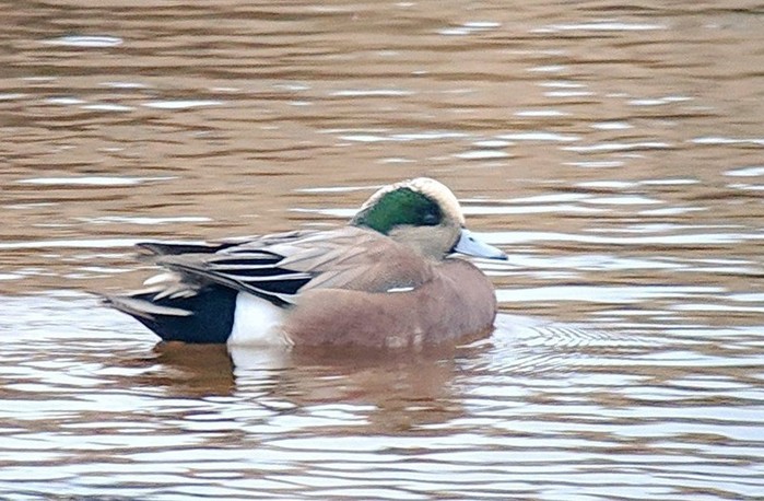American Wigeon