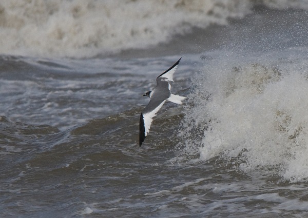 Sabine's Gull