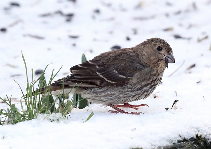 Common Rosefinch