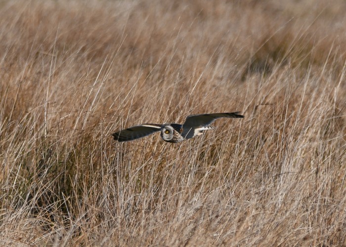 Short-eared Owl