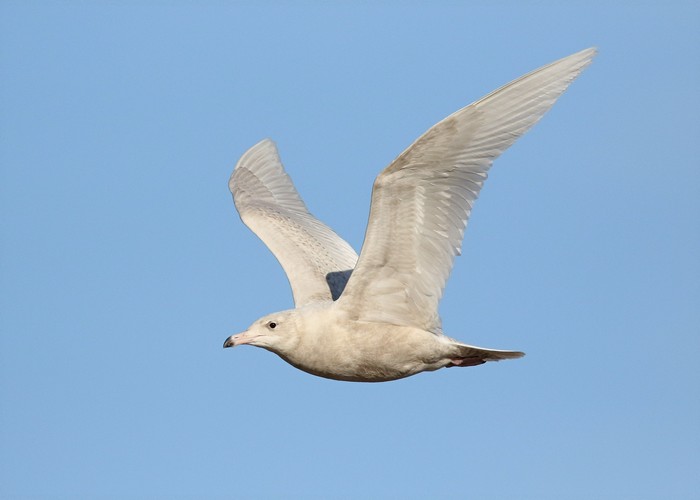 Glaucous Gull