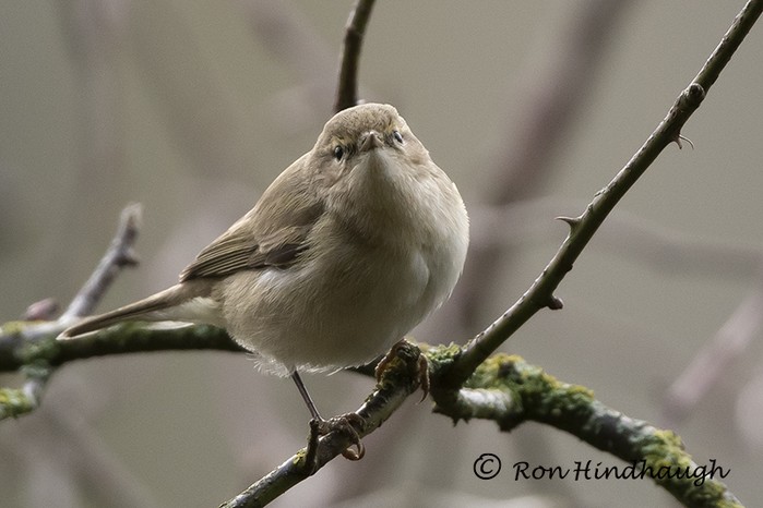 Chiffchaff